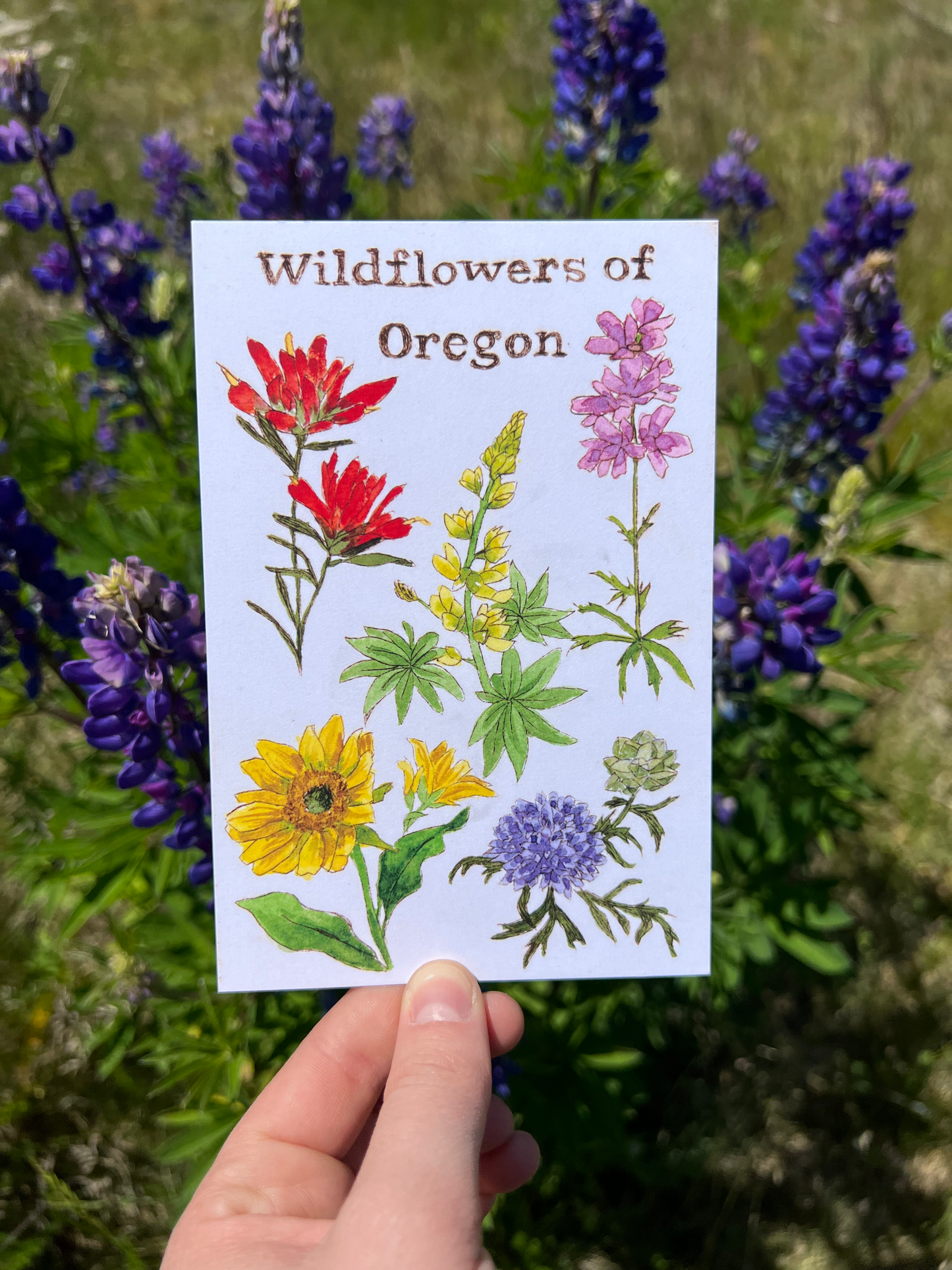 Wildflowers of Oregon Postcard